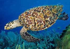 Banyak Island Tour